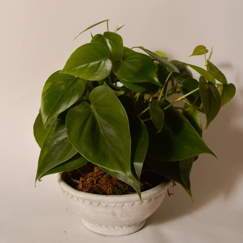 Kokedama Workshop photo