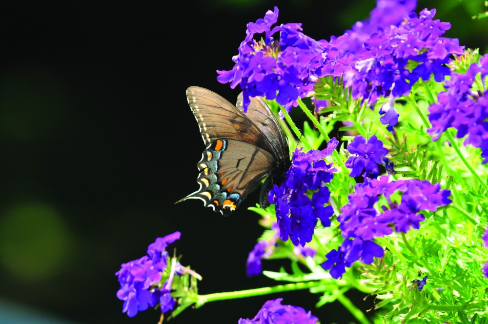 Lake Red Rock- Butterfly Safari photo