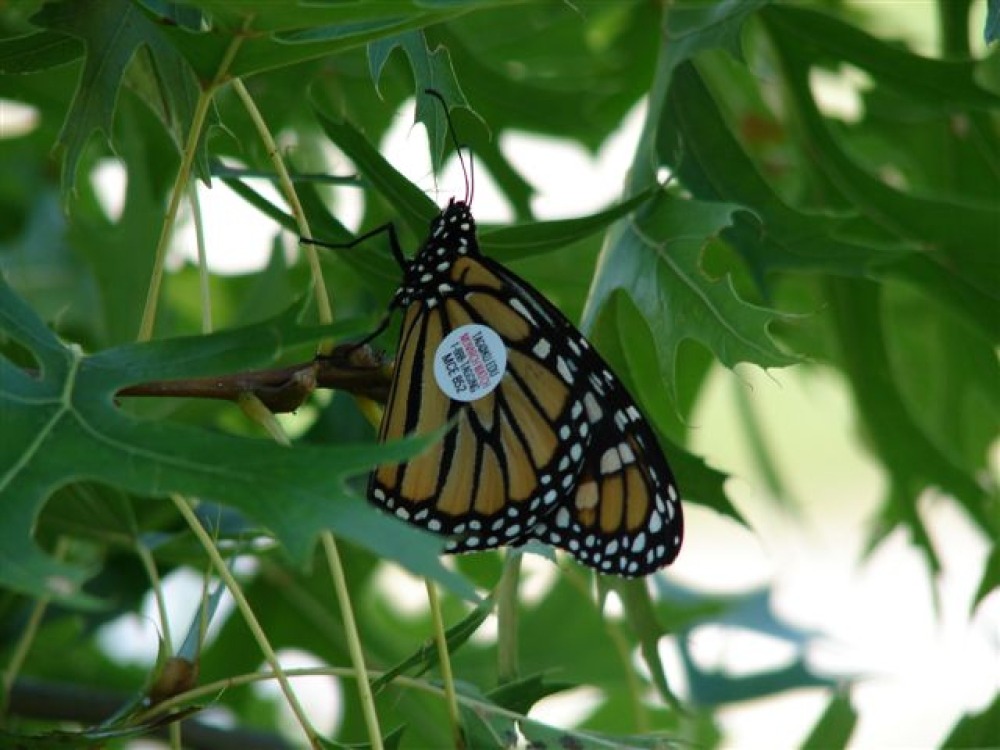 Lake Red Rock- Monarch Watch: Butterfly Tagging photo