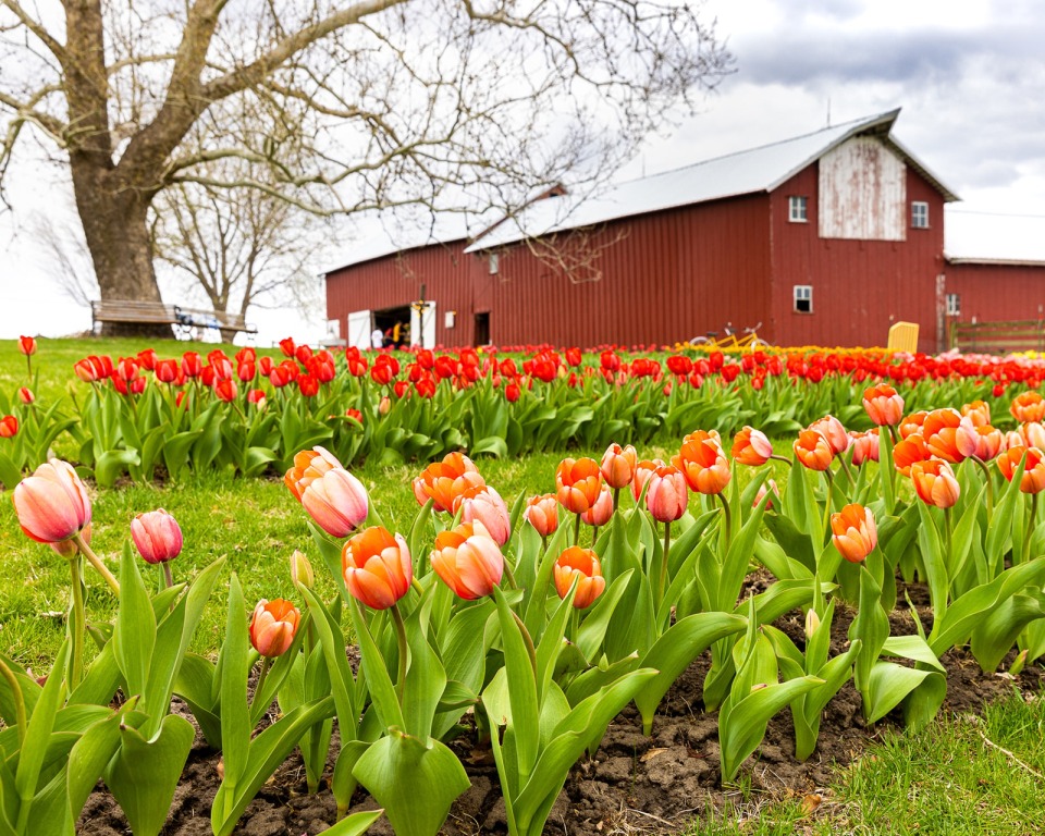 Nunnikhoven Farm You-Pick Tulip Time! photo
